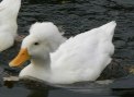 crested white duck